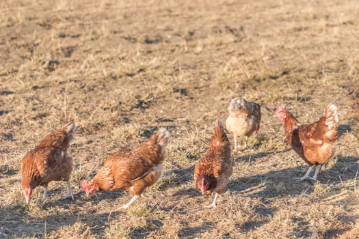 Rural agriculture scene with free happy hens outdoor. Ecological animal farming and self sufficiency by sustainable fowl livestock.