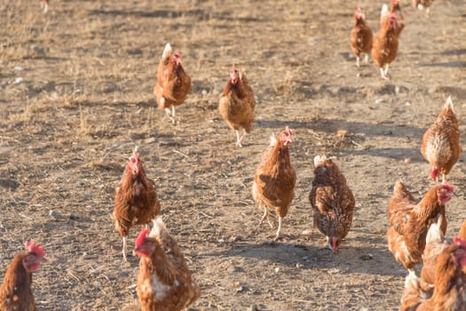 Rural agriculture scene with free happy hens outdoor. Ecological animal farming and self sufficiency by sustainable fowl livestock.
