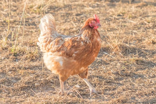 Rural agriculture scene with free happy hen outdoor. Ecological animal farming and self sufficiency by sustainable fowl livestock.