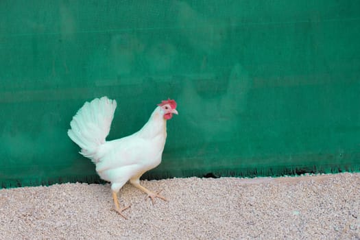 Free happy hen at rural agriculture bio poultry farm. Ecological animal farming and self sufficiency by sustainable fowl livestock.