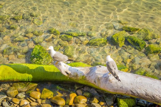 Mediterranean or Caribbean holiday vacation destination. Lonely dream island nature beach for journey. Algae and stones on sea floor.