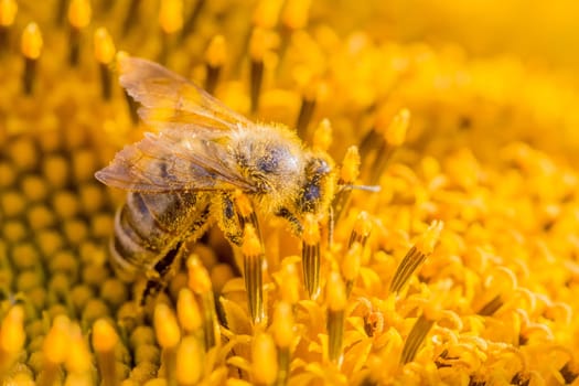 Animal sitting at summer sun flower and collect for important environment ecology sustainability. Awareness of nature climate change.