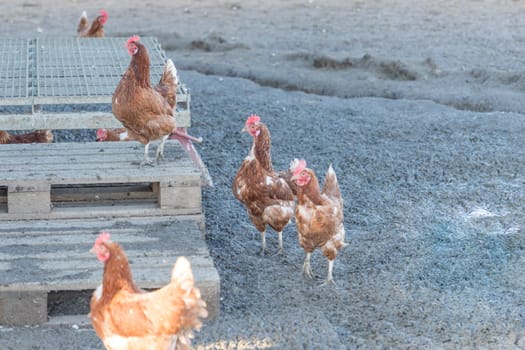 Rural agriculture scene with free happy hens outdoor. Ecological animal farming and self sufficiency by sustainable fowl livestock.