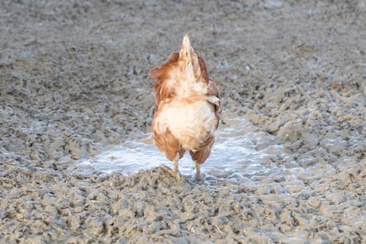 Rural agriculture scene with free happy hen outdoor. Ecological animal farming and self sufficiency by sustainable fowl livestock.