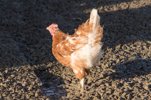 Rural agriculture scene with free happy hen outdoor. Ecological animal farming and self sufficiency by sustainable fowl livestock.