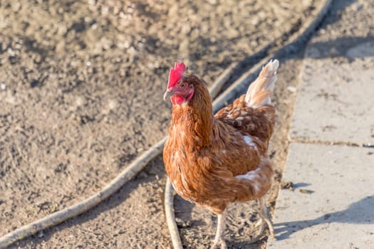 Rural agriculture scene with free happy hen outdoor. Ecological animal farming and self sufficiency by sustainable fowl livestock.