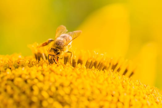 Animal is sitting collecting in sunny summer sunflower. Important for environment ecology sustainability. Awareness of climate change.