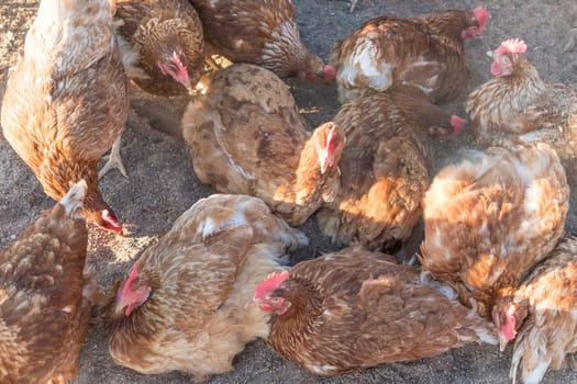 Rural agriculture scene with free happy hens looking up. Ecological animal farming and self sufficiency by sustainable fowl livestock.