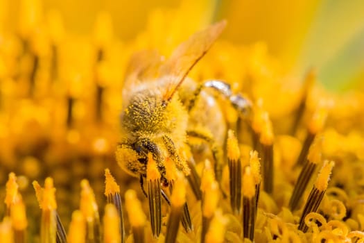 Animal sitting at summer sun flower and collect for important environment ecology sustainability. Awareness of nature climate change.