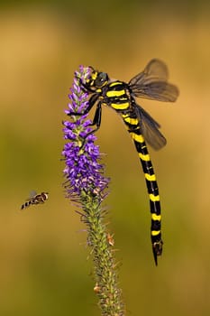Golden ringed dragonfly, cordulegaster boltonii, sitting on violet wildflower and fly fling around. Two species of insects in summer. Vertical composition of full body animal.