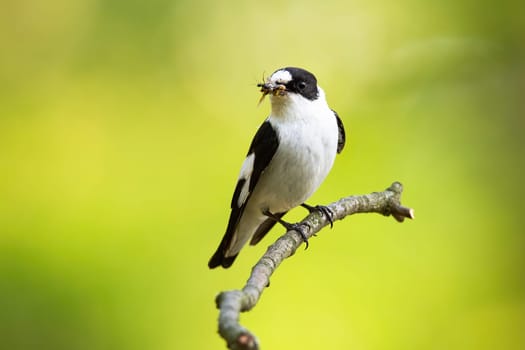 Black and white european pied flycatcher, ficedula hypoleuca, hunting in the countryside. Flycatcher holding an insect in the beak. Small avian hunter resting on the thin twig on the sunlight.