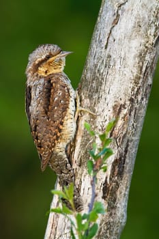 Enchanting eurasian wryneck, jynx torquilla, with beautiful plumage colour masking himself on the tree. Bird using camouflage in the forest. Bird behaviour in the nature. Woodpecker sitting on tree.