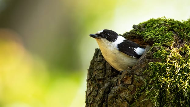 Careful european pied flycatcher, ficedula hypoleuca, with black and white feathers checking the surrounding from its nest. Vigilant flycatcher on the sunlight. Bird nesting in hollow of the old tree.