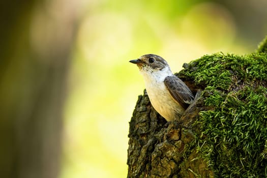 european pied flycatcher, ficedula hypoleuca, having a guard from the nest. Flycatcher during nesting season. Solitary bird checking the bright surroundings of the forest. Breeding behaviour of bird.
