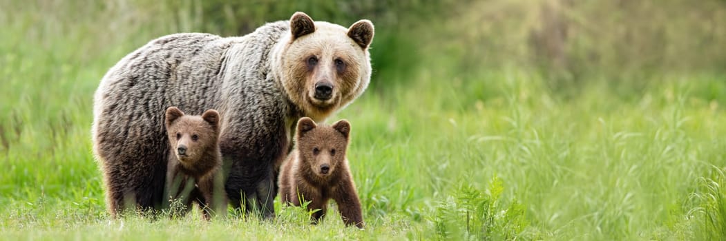 Brown bear, ursus arctos, mother with two cubs on green meadow with copy space. Wide panoramic banner of wild mammal with her lovely offsprings. Animal wildlife in summer nature.