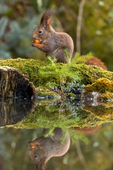 Red squirrel, sciurus vulgaris, holding a nut and feeding on it in spring forest with reflection on water surface of a pond. Symmetrical vertical composition of a furry wild mammal.