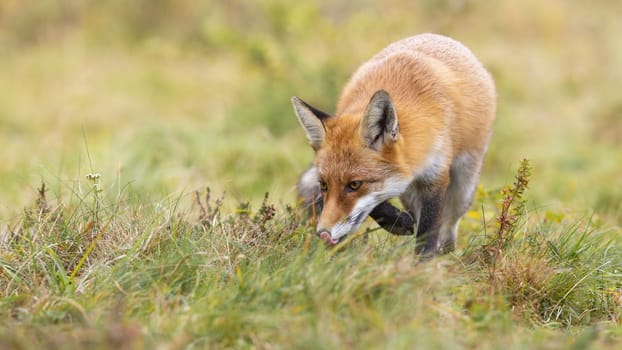 Focused red fox, vulpes vulpes, hunting on a green meadow and sniffing with head down above ground. Wild mammal with orange fur licking with pink tongue in nature from front view with copy space.