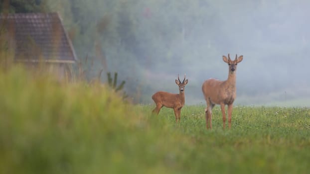 Roe deer buck and white-tailed deer stag standing on field with green grass in summer nature. Differently sized species of mammals in countryside near farm.