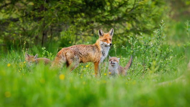 Little red fox, vulpes vulpes, cubs playing around their protective mother on green meadow with forest in background. Adorable animal family with copy space.