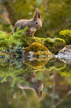 Cute red squirrel, sciurus vulgaris, feeding with nuts on moss covered rocks near water with copy space. Wild animal near fishpond in forest with reflection on water.