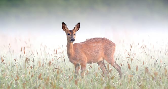 Surprised roe deer, capreolus capreolus, doe staring on meadow in foggy spring nature. Atmosphere of early morning in wilderness with grass wet from dew and wild animal from side.