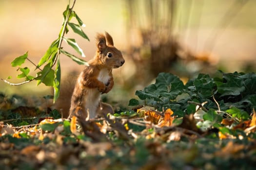 Attentive red squirrel, sciurus vulgaris, standing on rear legs in upright position on the ground with leafs in summer at sunset. Fluffy mammal with orange fur from front view with copy space.