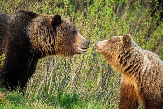 Couple of male and female brown bear, ursus arctos, looking at each other in spring nature. Bonding emotional moment between two wild animals in mating season. Courtship of furry mammals.