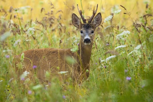 Alert roe deer, capreolus capreolus, back standing in tall grass with wildflowers and looking into camera on green meadow in summer nature. Male animal with antlers and orange fur hiding in vegetation