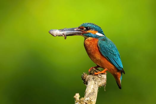 Cute common kingfisher, alcedo atthis, male holding a fish in long beak with green blurred background. Colorful bird with orange front and turquoise back sitting on a branch from side view.