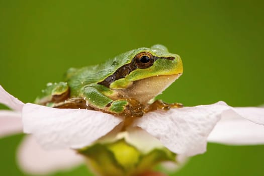 Little european tree frog, hyla arborea, sitting in flower head in summer nature. Close-up of wet amphibian with dominant eye resting on wildflower. Wild animal in wilderness.