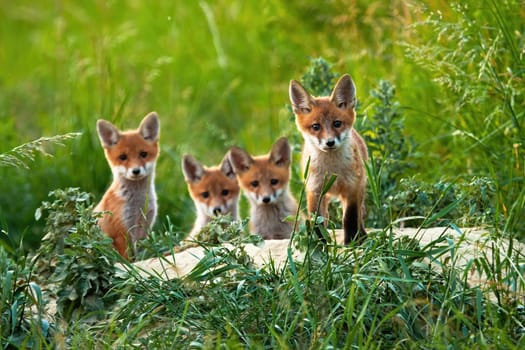 Curious little cubs of red fox, vulpes vulpes, staring into the camera on the field. Sweet fox sibling discovering the countryside. Adorable young animals being out of the hole without their mum.