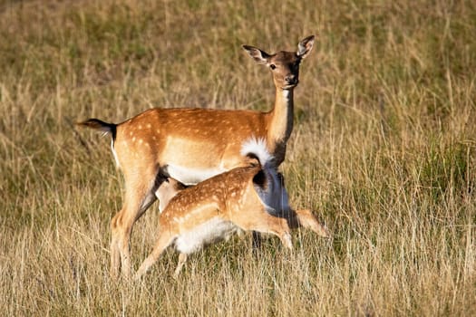 fallow deer, dama dama, hind feeding fawn on on meadow in summer nature. Mother female animal with orange fur and white spots standing close to her offsrping.