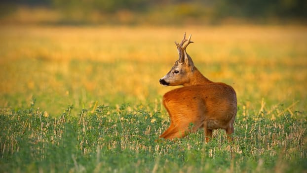 Cute roe deer, capreolus capreolus, buck with antlers stretching its neck and watching behind on a filed at sunset. Elegant wild animal in summer nature.