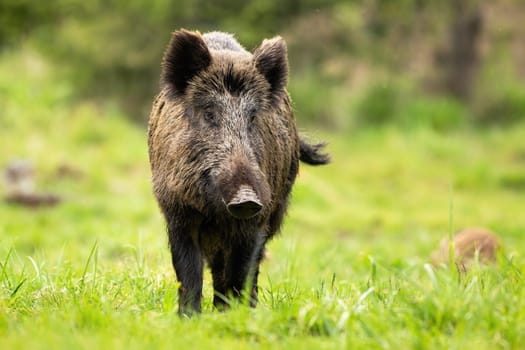 Dreamy wild boar, sus scrofa, on the walk through the green forest clearing. Hog shaking its tail. Curious swine grazing on the pasture in spring. Black sow with big snout in the peaceful moment.