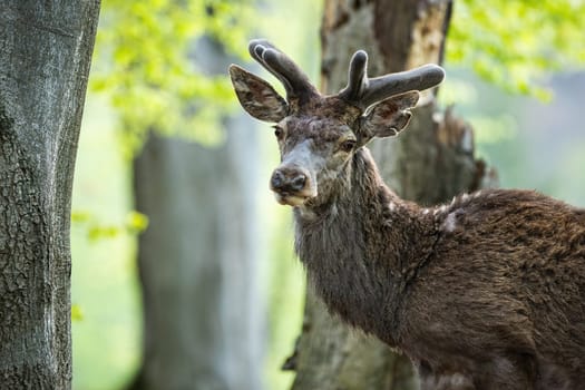 Quiet red deer, cervus elaphus, stag facing camera in close-up view in spring forest. Male mammal with growing new antlers wrapped in velvet looking into camera with trees behind.