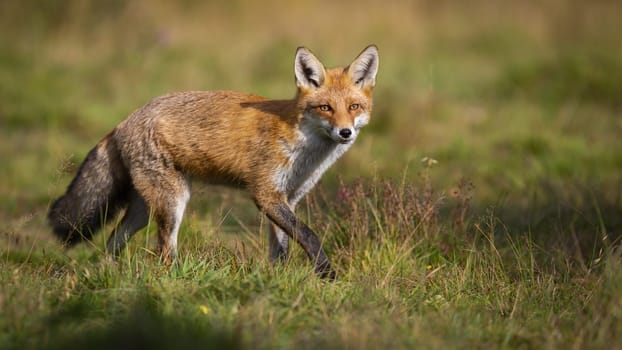 Active red fox, vulpes vulpes, hunting on green meadow in autumn nature with copy space. Energetic mammal walking on a sunny day from side view. Animal predator in wilderness.