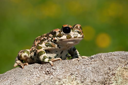 Curious european green toad, bufotes viridis, looking with big black eyes in summer. Slimy amphibian with wet spotted skin observing from rock on a sunny day from front low angle view.