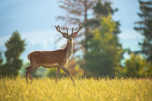 Curious red deer, cervus elaphus, walking on a meadow with green grass with head holding high up. Shy wild mammal taking a step in the morning from side view. Animal in natural environment.