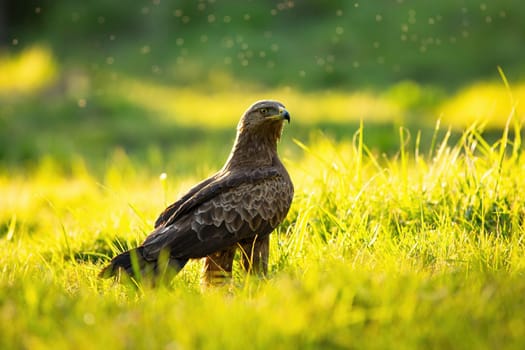 Lesser spotted eagle, clanga pomarina, with sharp beak sitting on the ground and looking back in summer at sunset. Fierce bird of prey standing on meadow with copy space.