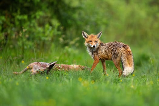 Wild red fox, vulpes vulpes, standing by dead roe deer, capreolus capreolus, doe and looking back over shoulder with copy space. Animal wildlife scenery with hunter and a prey