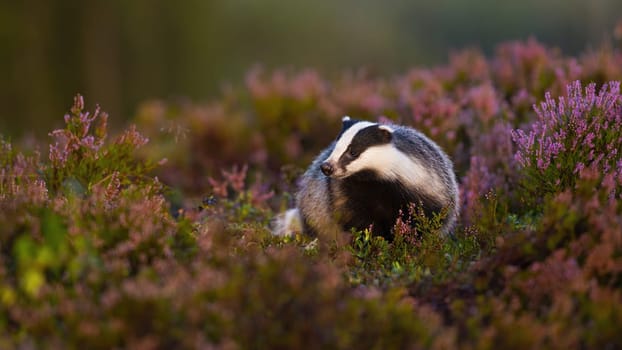Fluffy european badger, meles meles, approaching from front low angle view in heathland. Appealing wild animal walking in nature at sunrise with blurred background and copy space.