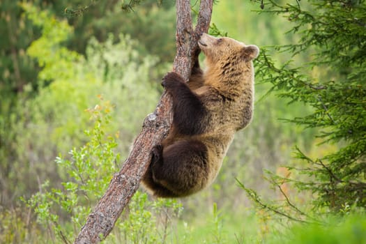 Female brown bear, ursus arctos, climbing a tree in summer nature with green forest in background. Agile animal clinging to a trunk in woodland from side view.