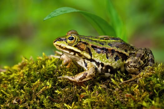 Inconspicuous edible frog, pelophylax esculentus, hiding below a green leaf in summer. Camouflaged wild animal merging with the environment. Amphibian looking with large eye in nature from side view.