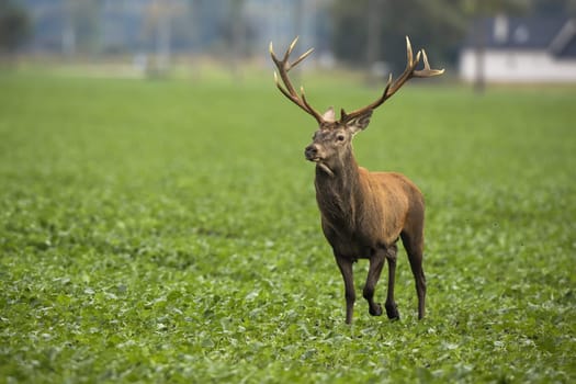 Red deer, cervus elaphus, stag running on agricultural field with village in background. Wild animal near hose approaching on green farmland from front.