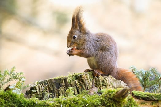 Adorable red squirrel, sciurus vulgaris, sitting on a stump, holding a nut and feeding in spring forest. Furry wild animal eating in nature with light blurred background.