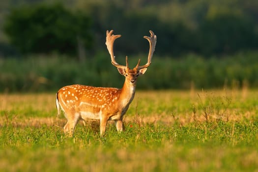 Alert fallow deer, dama dama, stag with growing antlers covered in velvet looking on stubble field in summer at sunrise. Attentive male mammal with white spots on orange fur sunlit in the morning.