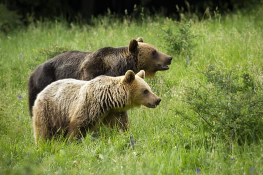 Couple of brown bear, ursus arctos, in courtship on meadow in green summer nature. Pair of female and male mammal walking on grass together in mating season.