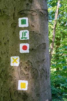 marked hiking trails on a tree in the Thuringian Forest near Friedrichroda in Germany