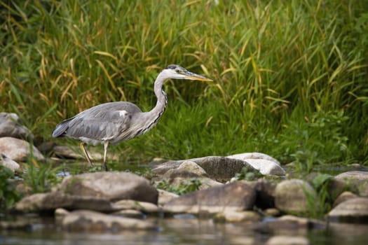 Concentrated grey heron, ardea cinerea, wading a river during a hunt at sunrise in summer. Focused wild bird with long legs and beak waiting for prey on riverbank with copy space.
