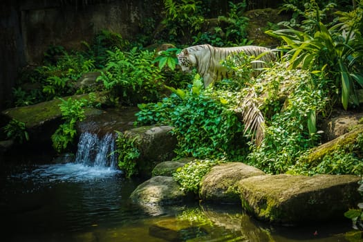 White Tiger Nestled in the jungle. Shooting Location: Singapore